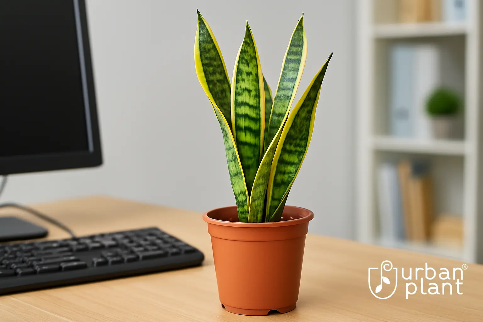 Snake Plant (Sansevieria) – tough and air-purifying office desk plant in terracotta pot on workspace desk – Urban Plant